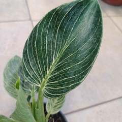 Philodendron Birkin - comprar online