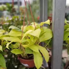 Philodendron Lemon en internet