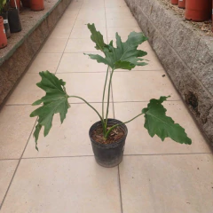 Philodendron Misionero en internet