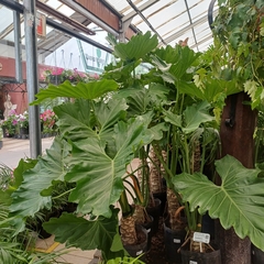Philodendron Misionero - comprar online