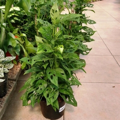 Imagen de Monstera Peruviana