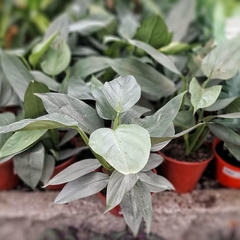 Philodendron Plateado en internet