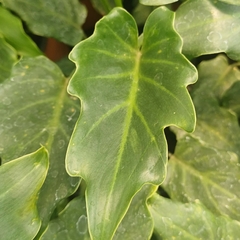 Philodendro Xanadú