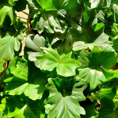 Philodendron Misionero - comprar online