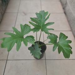 Philodendron Misionero - tienda online