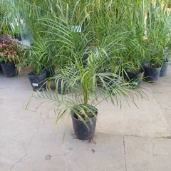 Phoenix Roebelenii - tienda online