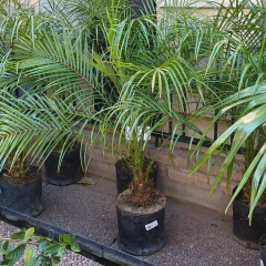 Phoenix Roebelenii - Vivero Mario