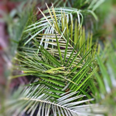 Phoenix Canariensis - comprar online