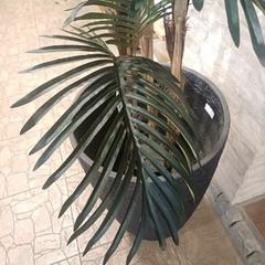 Palmera Robellini (Artificial)