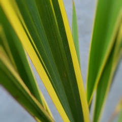 Phormio Variegado - tienda online