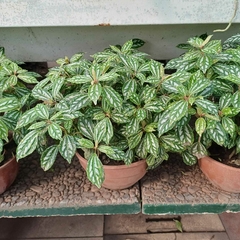 Pilea Zebrina - Vivero Mario