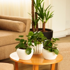 Pilea Peperomioides en internet