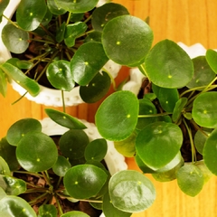 Pilea Peperomioides - tienda online