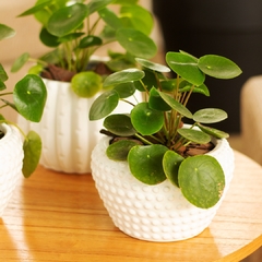Pilea Peperomioides