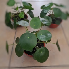 Pilea Peperomioides - comprar online