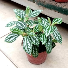 Pilea Zebrina - comprar online