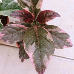 PIsonia - tienda online