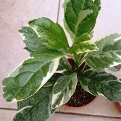 PIsonia - Vivero Mario