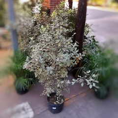 Pittosporum Garnetti - Vivero Mario