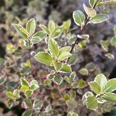 Pittosporum Garnetti