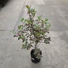 Pittosporum Garnetti en internet