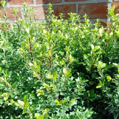 Pittosporum Maggi / Nigricans - comprar online