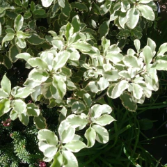 Pittosporum Maggi / Nigricans en internet