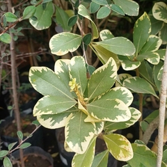 Azarero Variegado - Vivero Mario