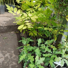 Plantines para bonsái - comprar online
