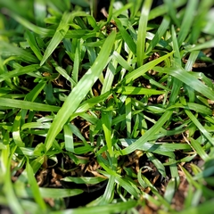 Grama Bahiana