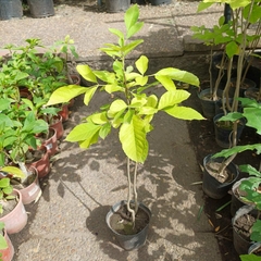 Imagen de Plantines para bonsái
