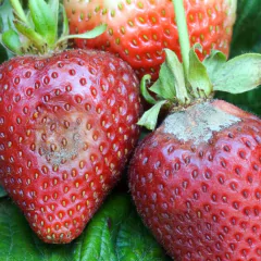 Mamboretá K - Vivero Mario