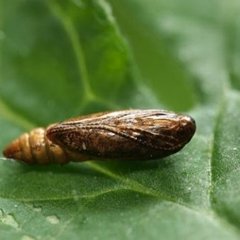 Insecticida Mamboretá Z en internet