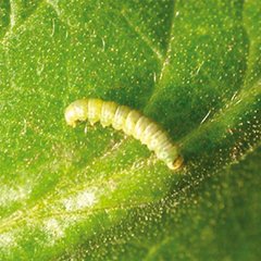 Insecticida Mamboretá Z - tienda online