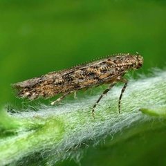 Insecticida Mamboretá Z - comprar online