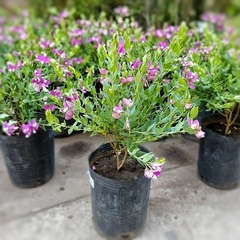 Polygala - tienda online