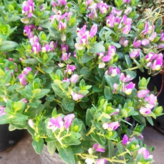 Polygala