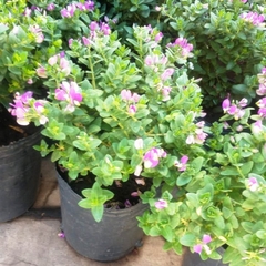 Polygala - comprar online