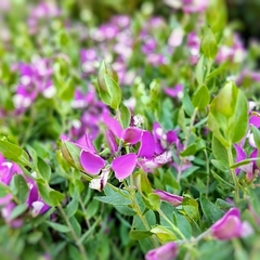 Polygala