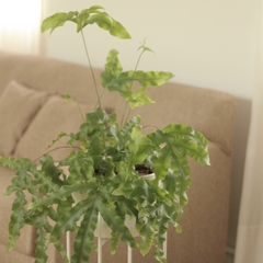 Helecho Polypodium - comprar online