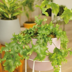 Helecho Polypodium