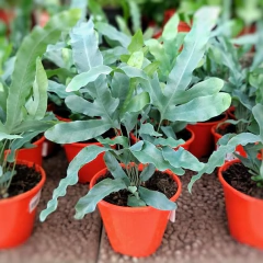 Helecho Polypodium Blue en internet