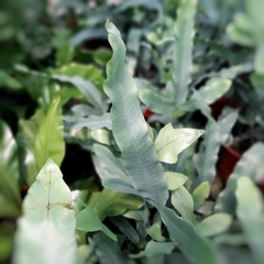 Helecho Polypodium Blue - Vivero Mario