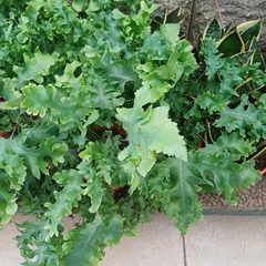 Helecho Polypodium - Vivero Mario