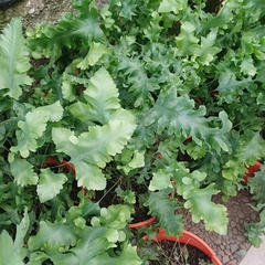 Helecho Polypodium - tienda online