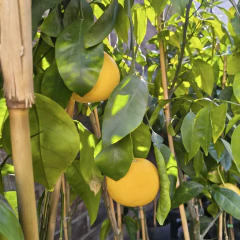 Pomelo en internet