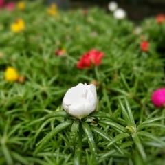 Portulaca - comprar online