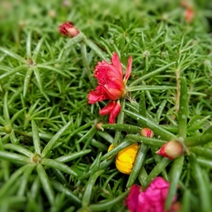 Portulaca en internet
