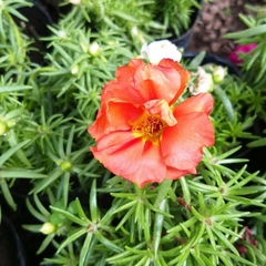 Portulaca en internet