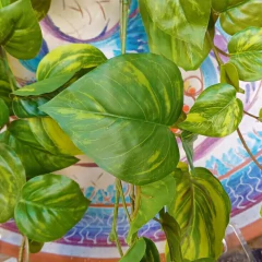 Pothus Colgante (Artificial) - Vivero Mario